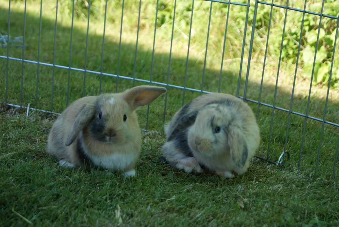 Kanin Aras´ Prins Pelle - Prinserne Pelle & Petrol <3 billede 2