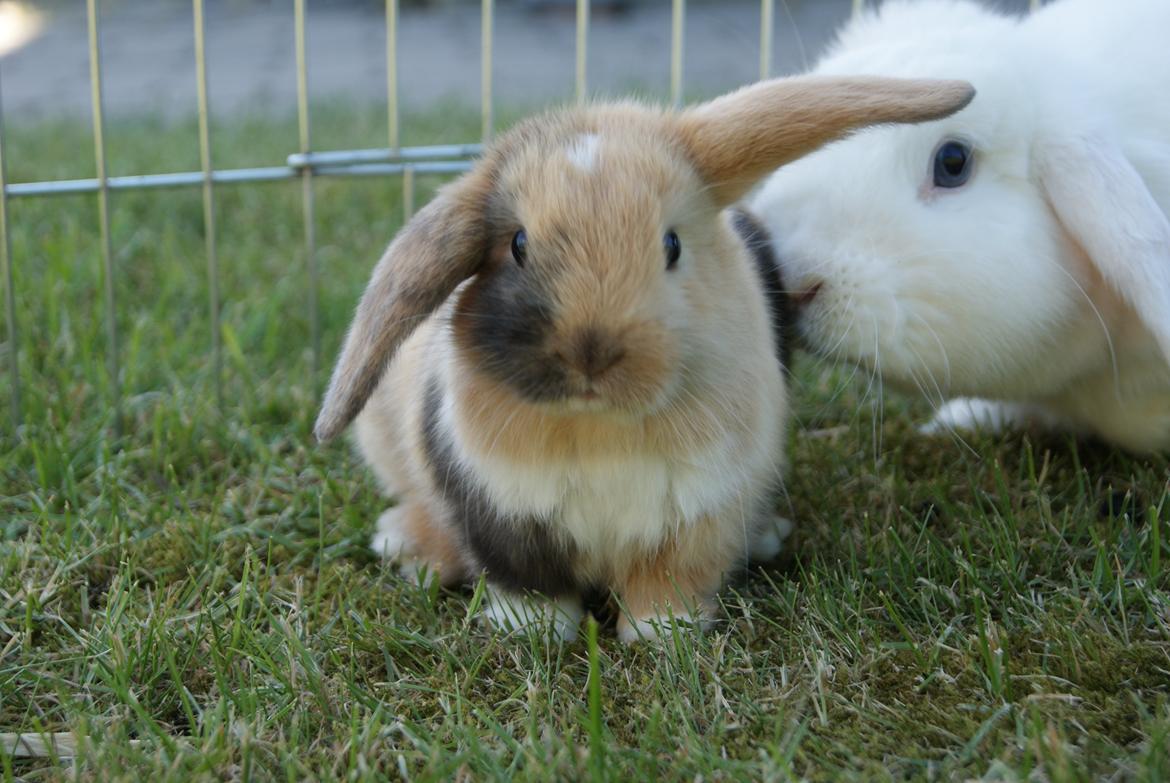 Kanin Aras´ Prins Pelle - Mors dreng.!  billede 3