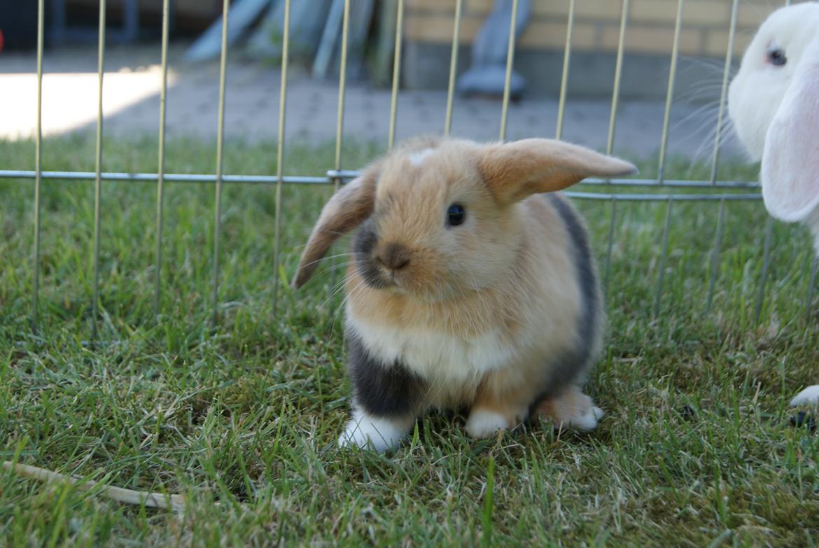 Kanin Aras´ Prins Pelle billede 4