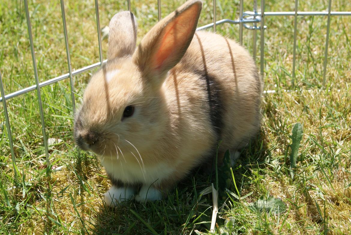 Kanin Aras´ Prins Pelle billede 5