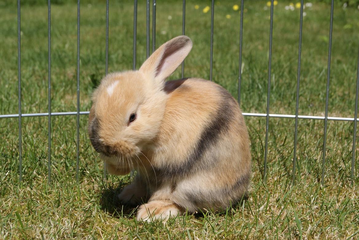 Kanin Aras´ Prins Pelle - Nutte baby! <3 billede 6