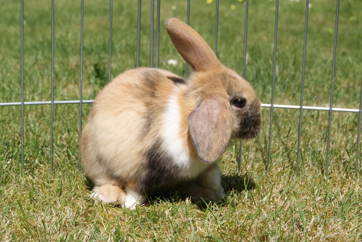 Kanin Aras´ Prins Pelle billede 7