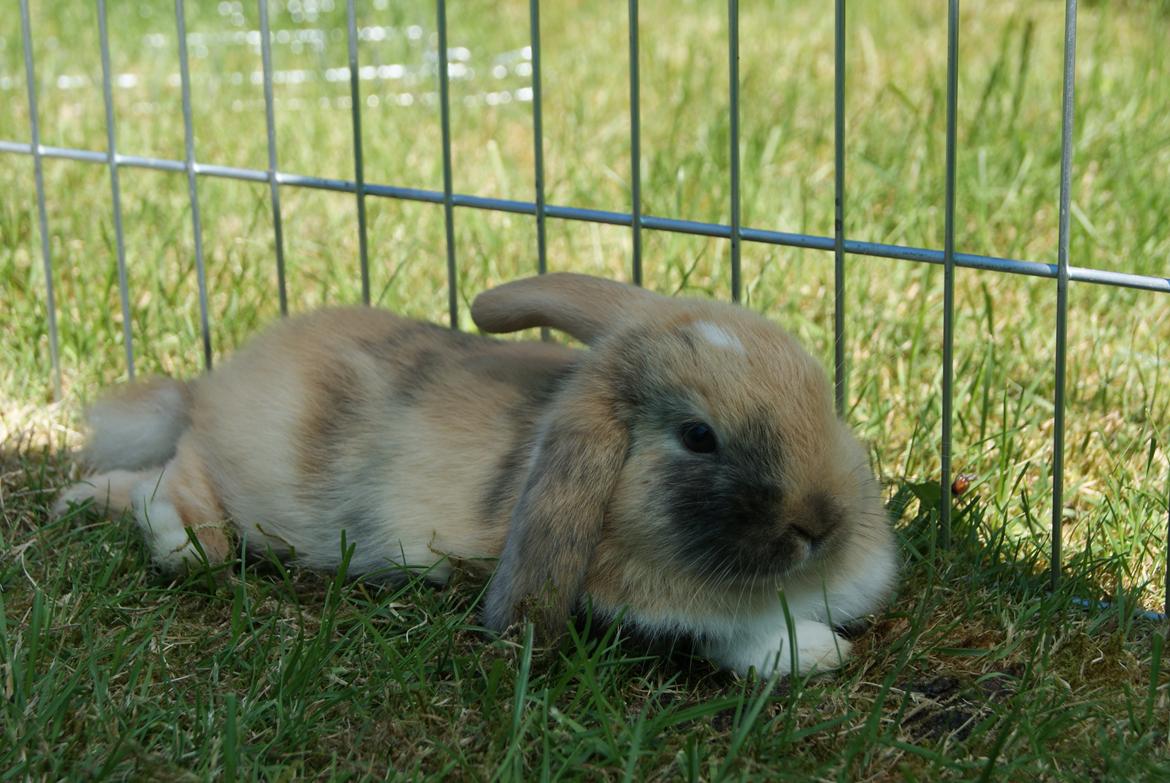 Kanin Aras´ Prins Pelle billede 8