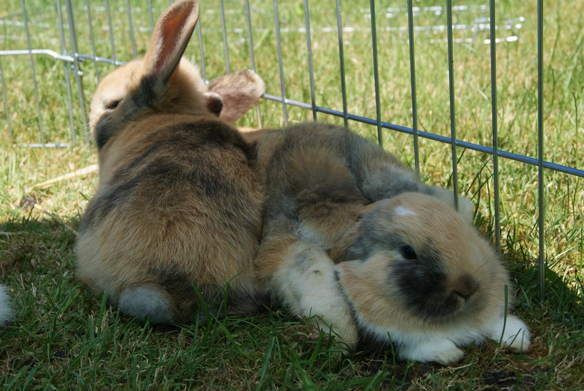 Kanin Aras´ Prins Pelle - I hvor er det dog hyggeligt at ligge nederst! :b billede 9