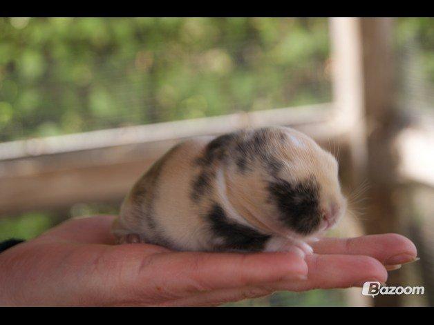 Kanin Aras´ Prins Pelle - Liiiiiiiiile baby! <3  billede 10