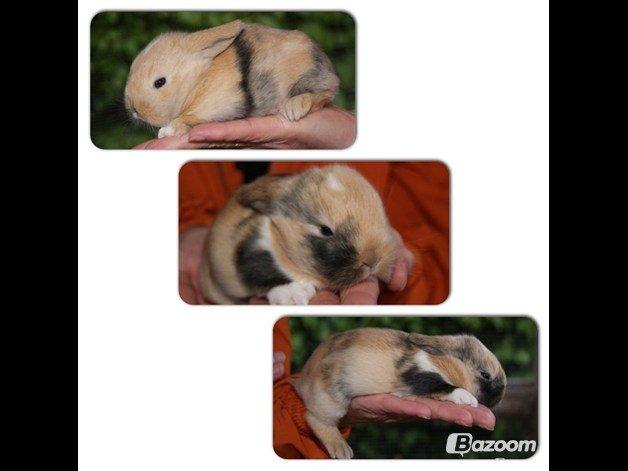 Kanin Aras´ Prins Pelle - Smukke baby prins <3 billede 11