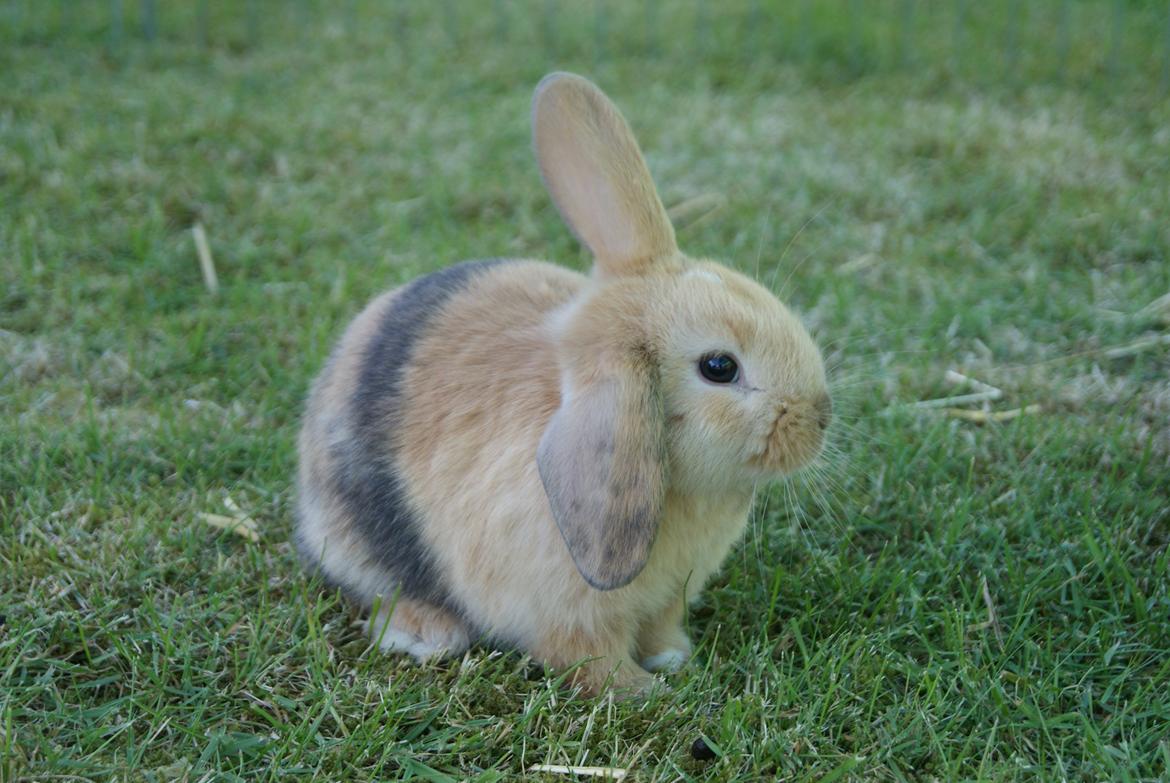 Kanin |DV| Aras´ Prins Pedro - Smukke Pedro <3 <3  billede 1