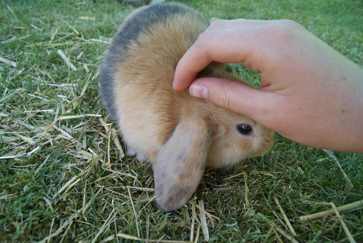 Kanin |DV| Aras´ Prins Pedro - Altid klar på kæl! billede 2