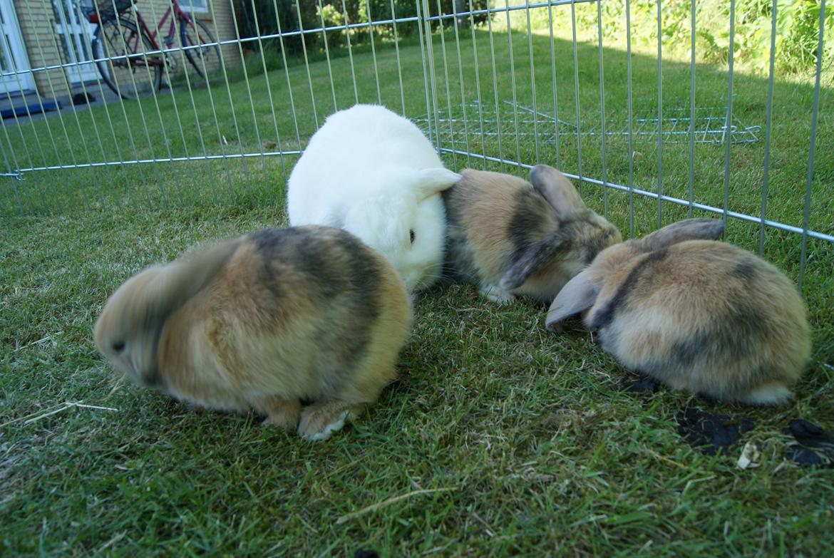 Kanin |DV| Aras´ Prins Pedro billede 3