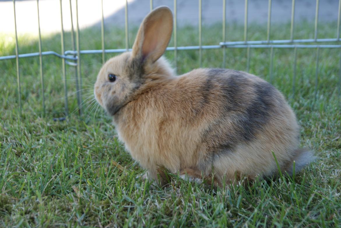 Kanin |DV| Aras´ Prins Pedro billede 4