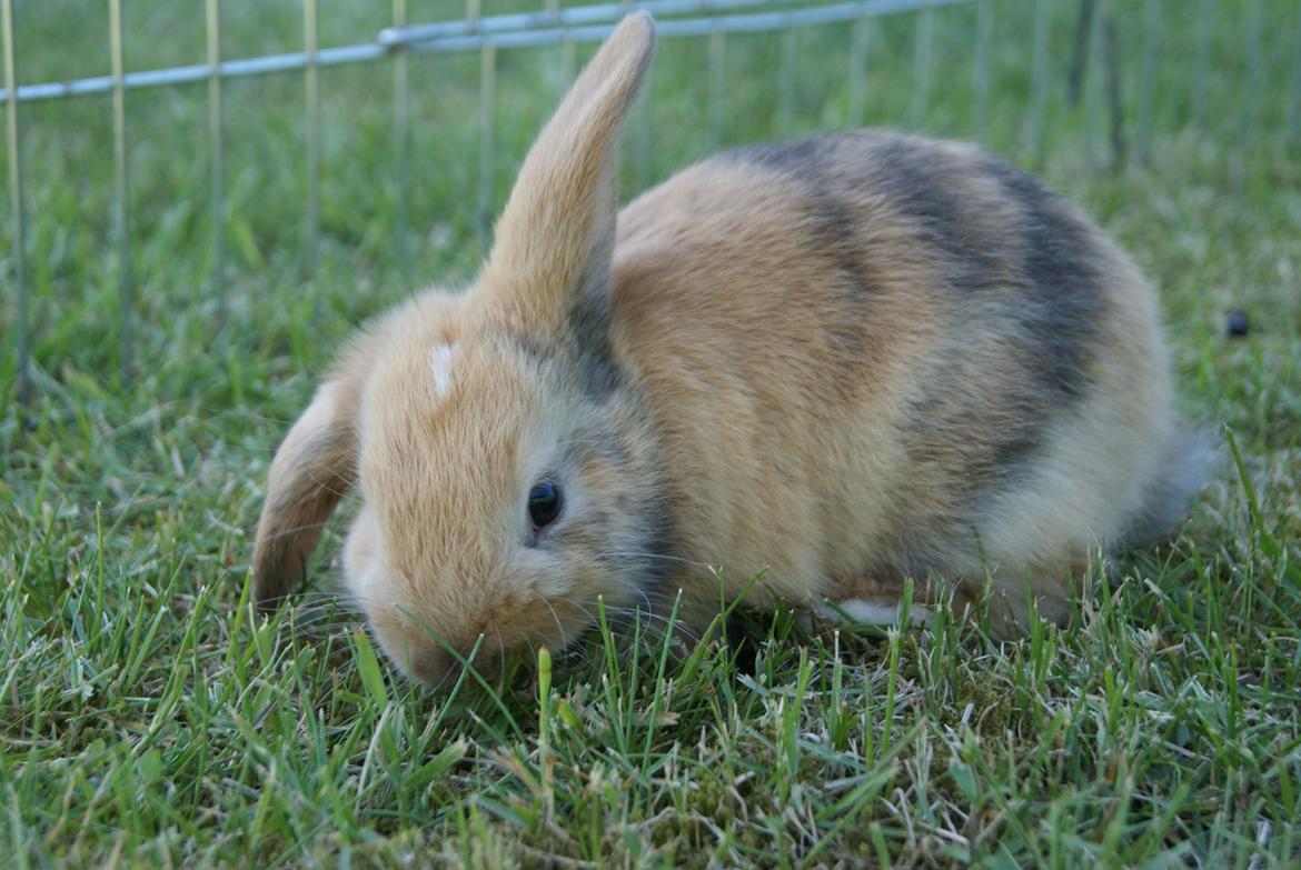 Kanin |DV| Aras´ Prins Pedro billede 5