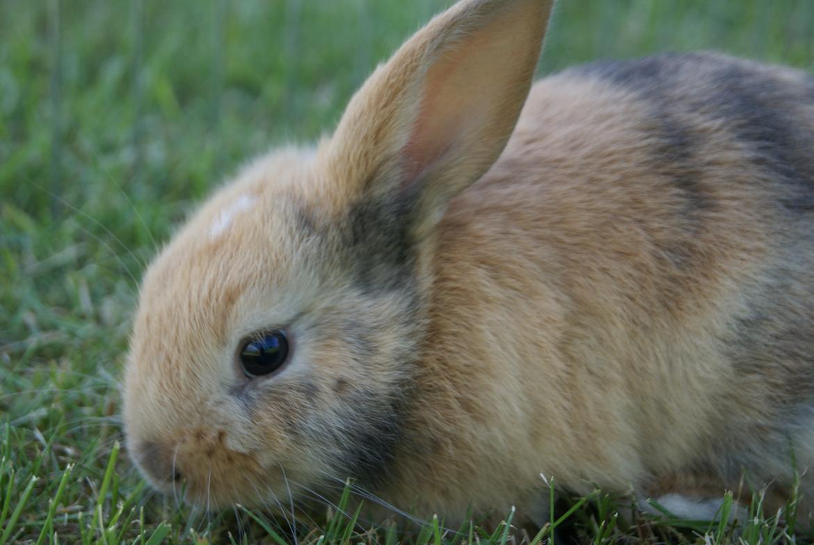 Kanin |DV| Aras´ Prins Pedro billede 6