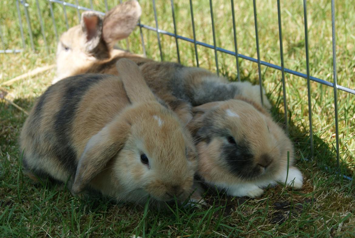 Kanin |DV| Aras´ Prins Pedro - Prins Pedro og Prins Pelle <3  billede 7