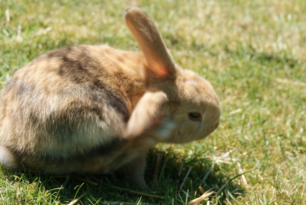 Kanin |DV| Aras´ Prins Pedro billede 8