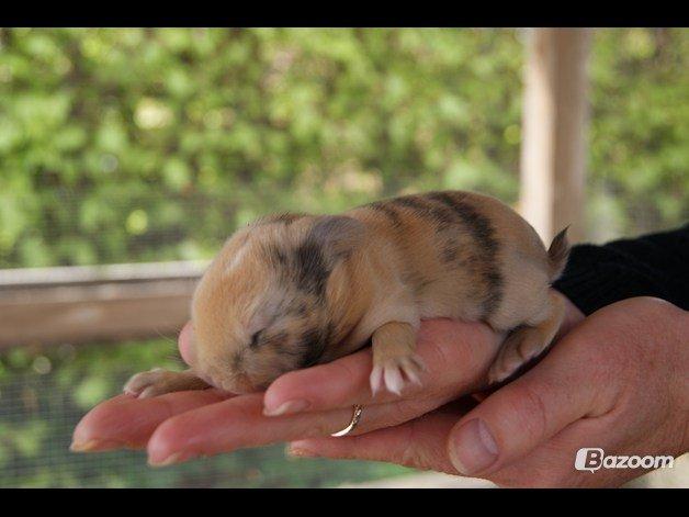 Kanin |DV| Aras´ Prins Pedro billede 9