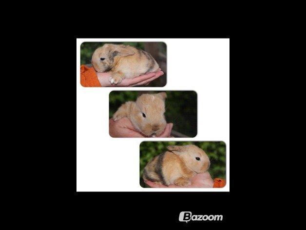 Kanin |DV| Aras´ Prins Pedro billede 10