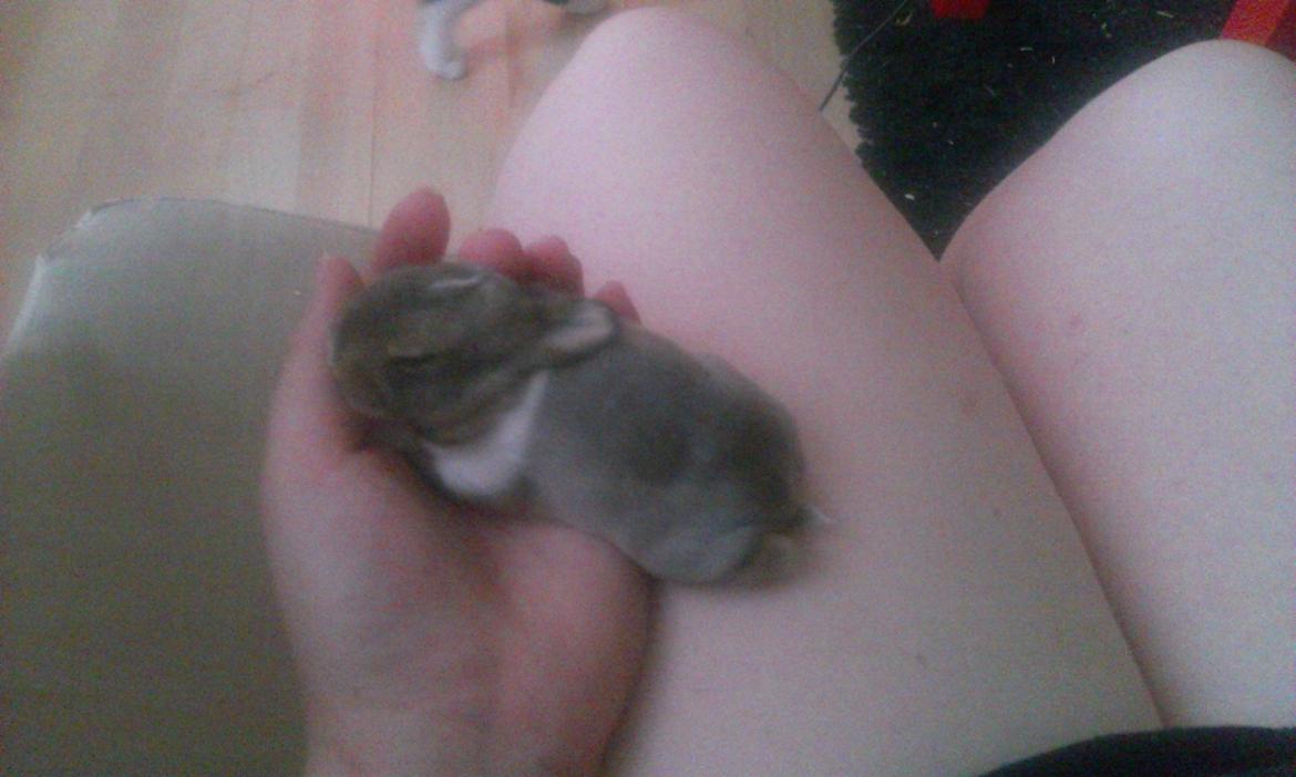 Kanin Rainbow - Velkommen til Rainbows profil... billede 1