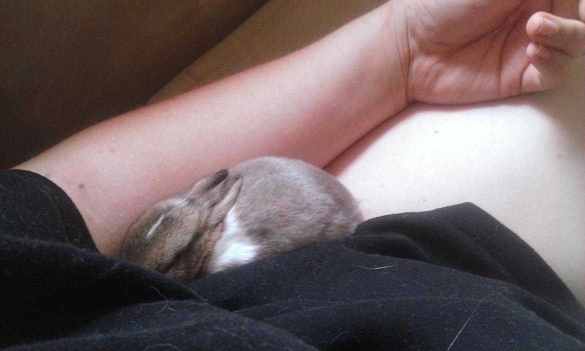 Kanin Rainbow billede 2