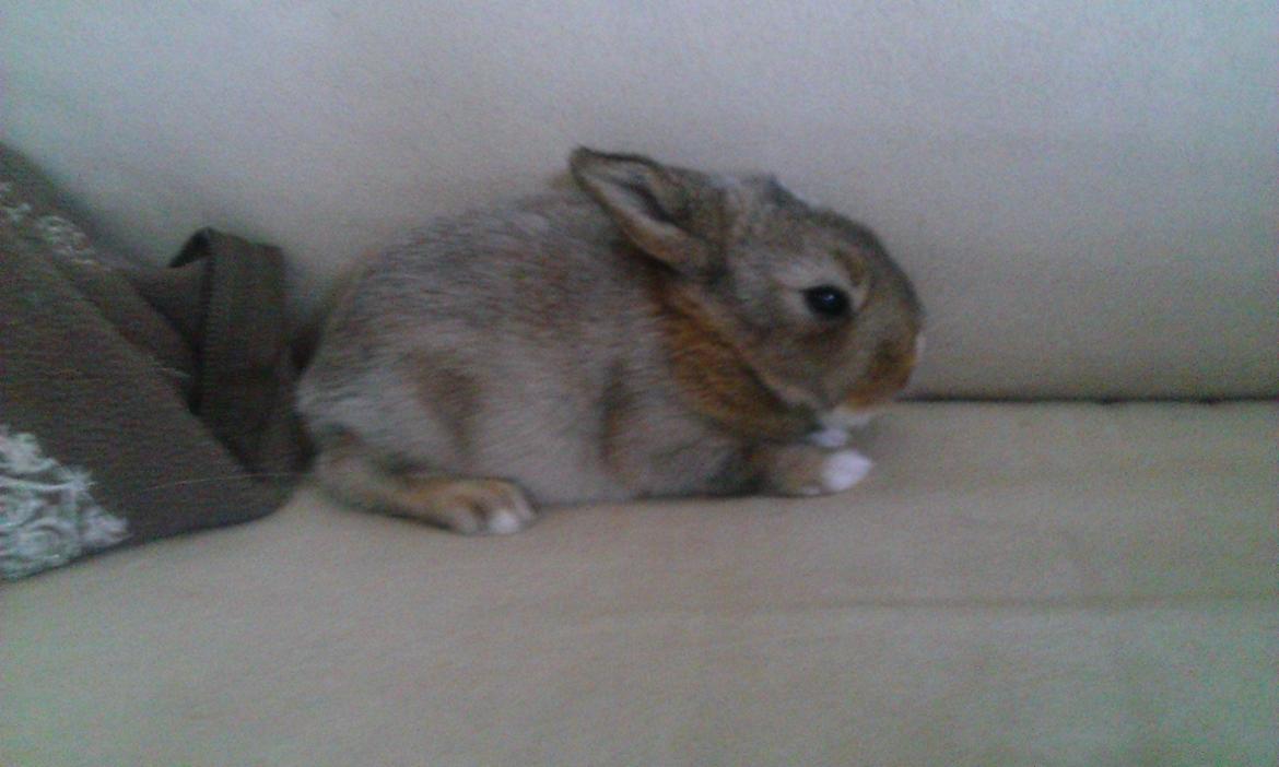 Kanin Rainbow billede 3