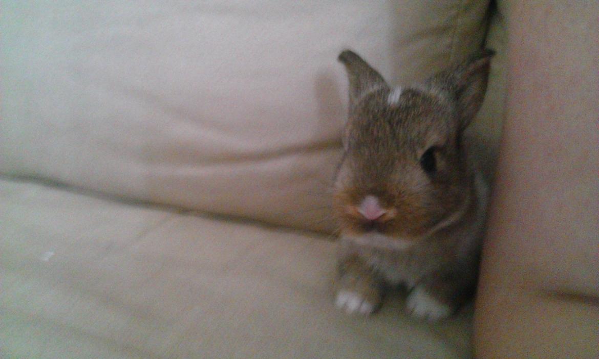 Kanin Rainbow billede 4