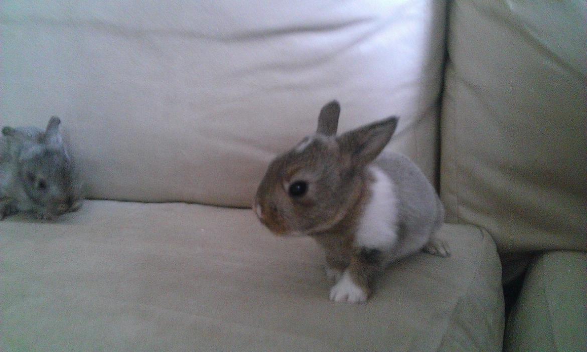 Kanin Rainbow billede 5