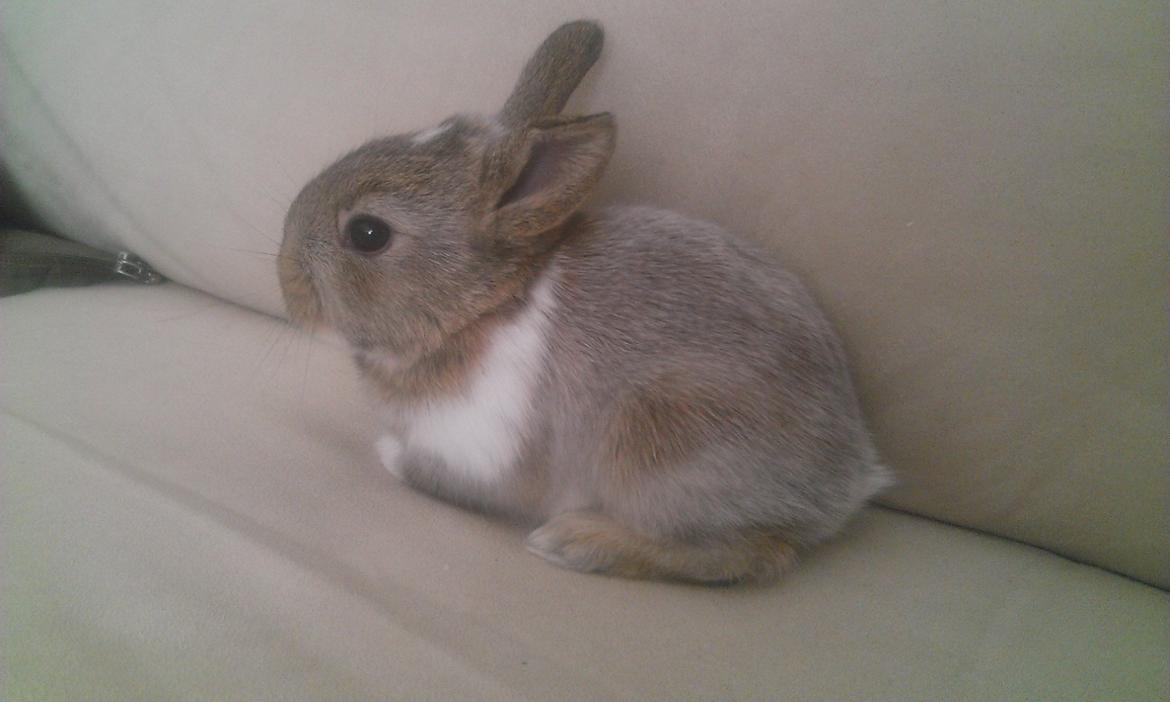 Kanin Rainbow billede 6