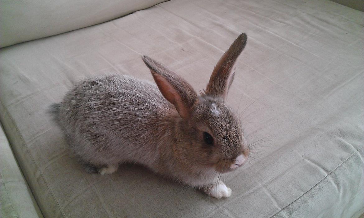 Kanin Rainbow billede 8