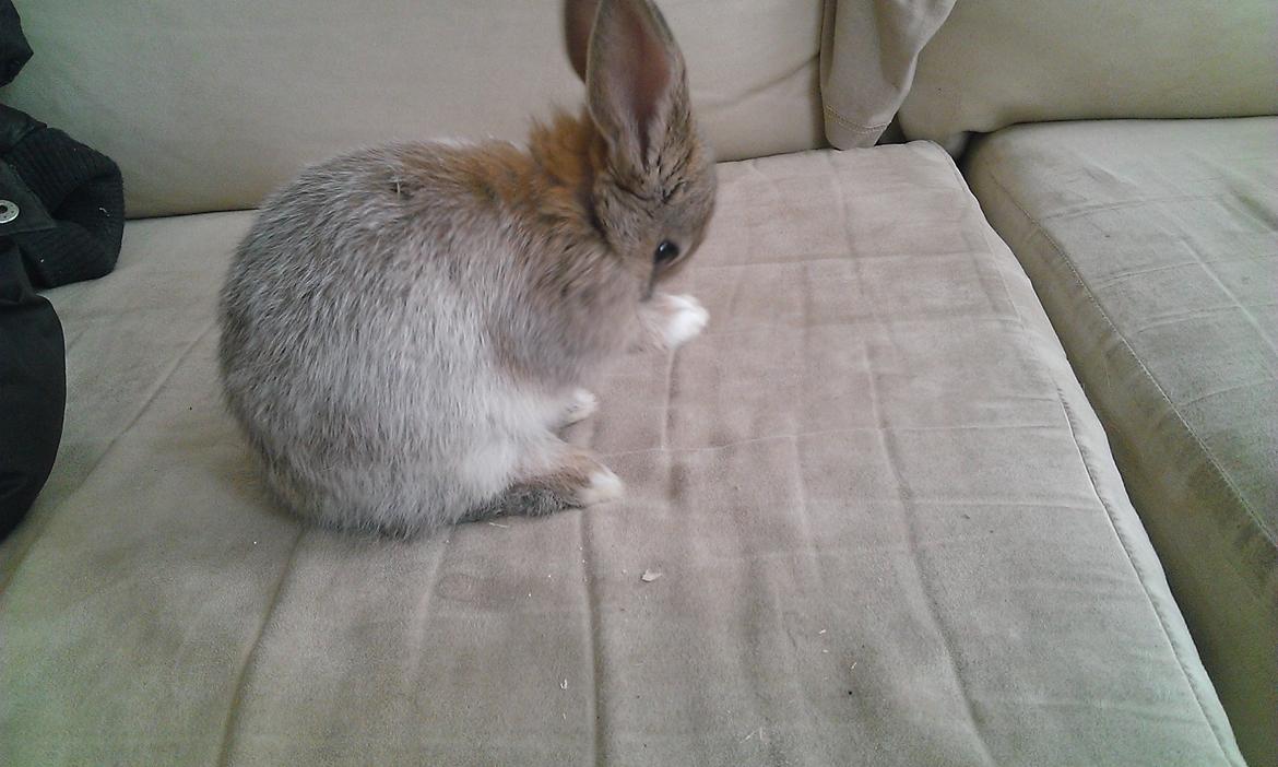 Kanin Rainbow billede 7