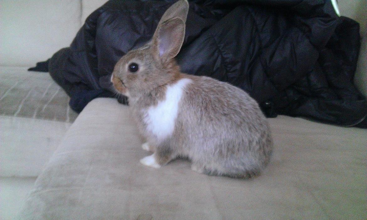 Kanin Rainbow billede 10