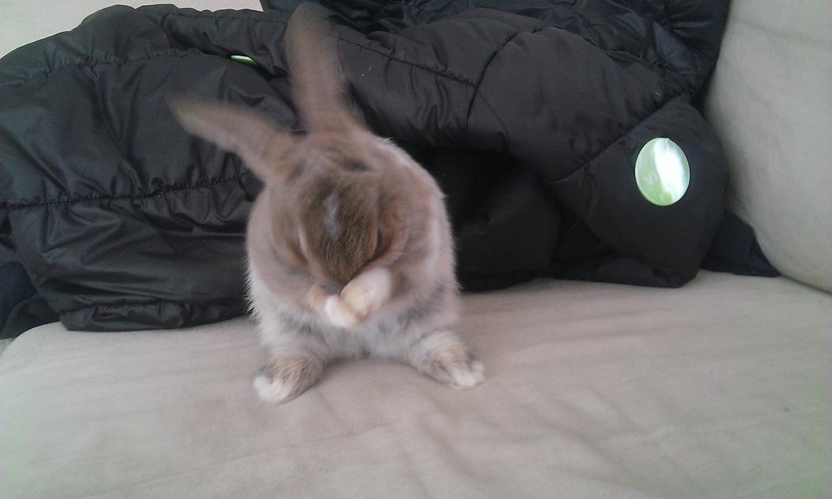 Kanin Rainbow billede 9