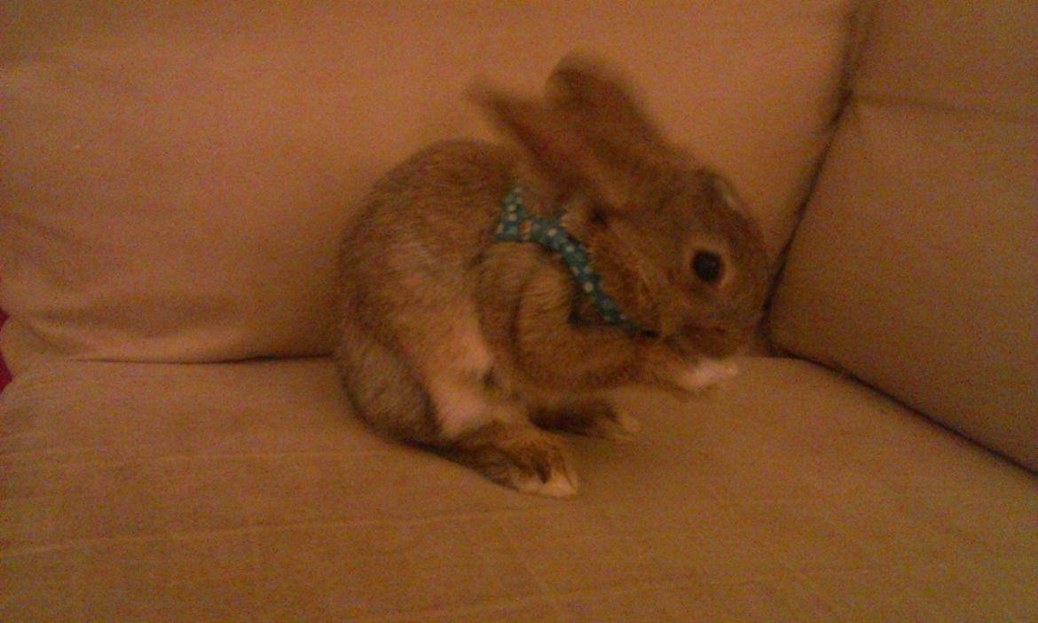 Kanin Rainbow billede 11