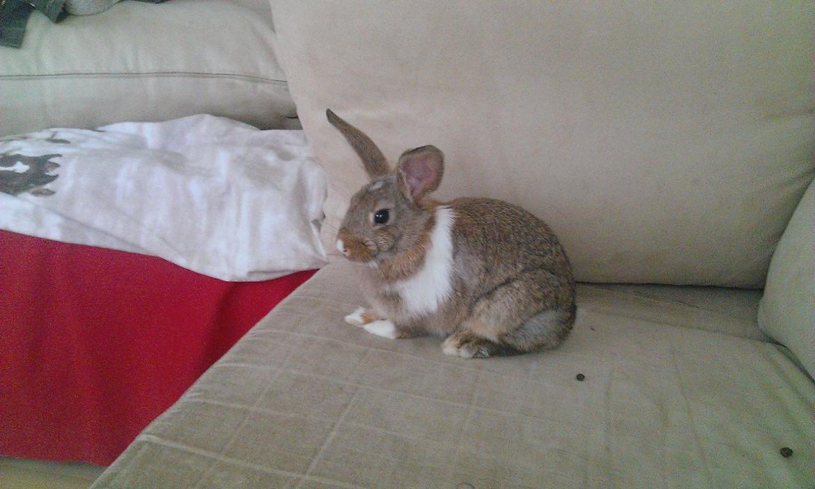 Kanin Rainbow billede 12