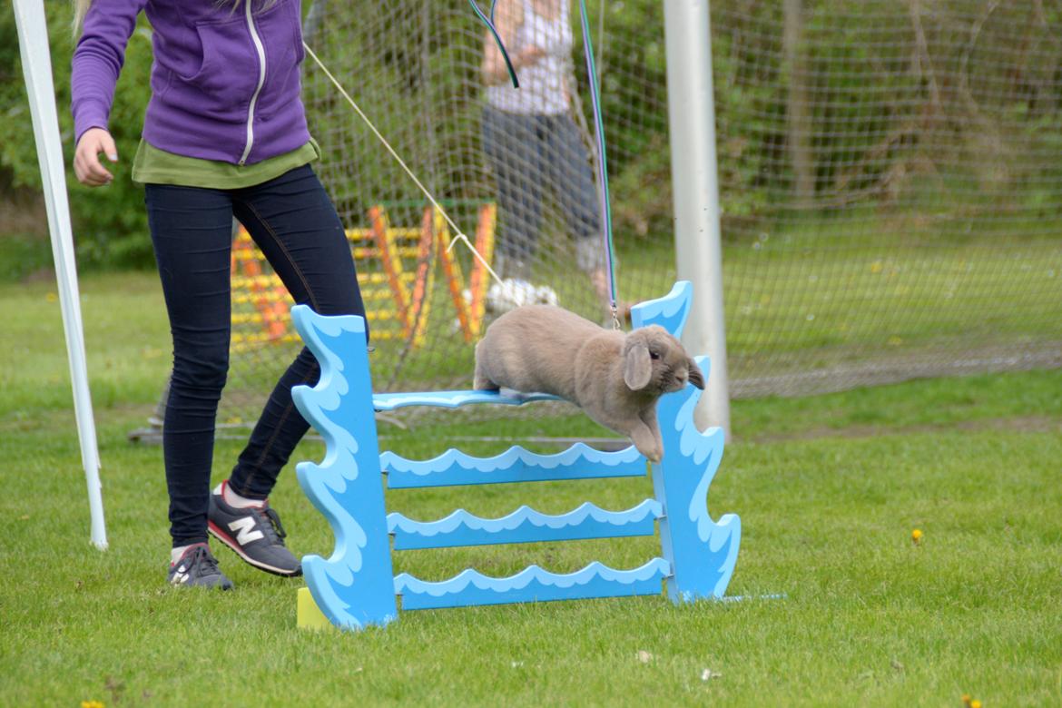 Kanin Rosas Costa Del Sol *R.I.P* billede 8