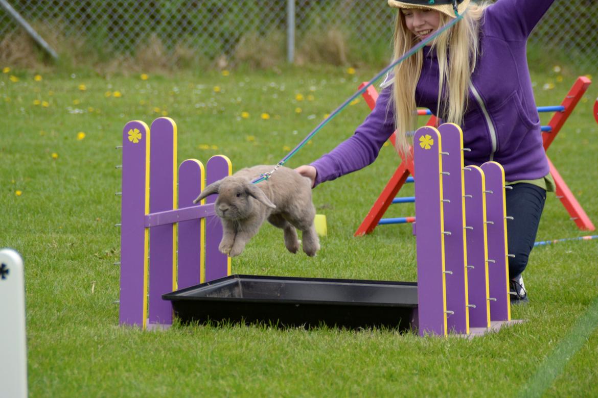 Kanin Rosas Costa Del Sol *R.I.P* billede 9