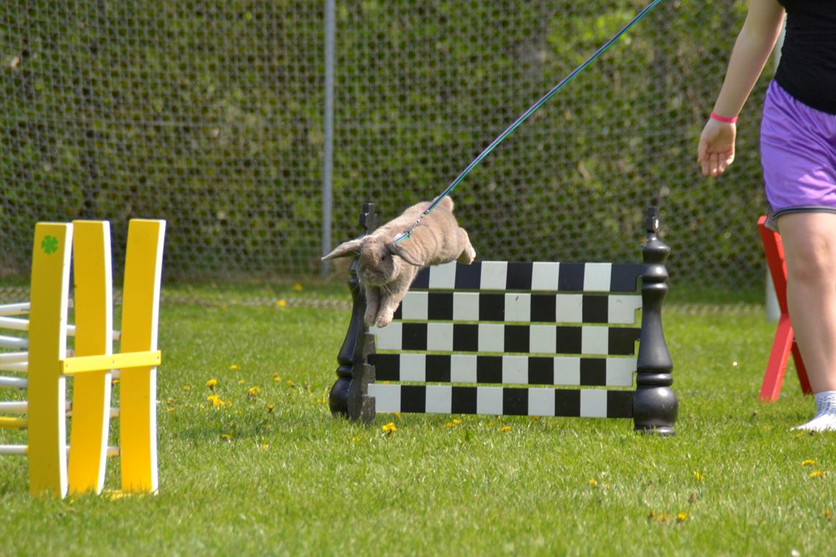 Kanin Rosas Costa Del Sol *R.I.P* billede 10