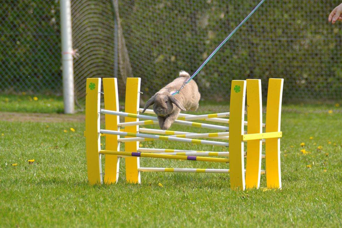 Kanin Rosas Costa Del Sol *R.I.P* billede 5