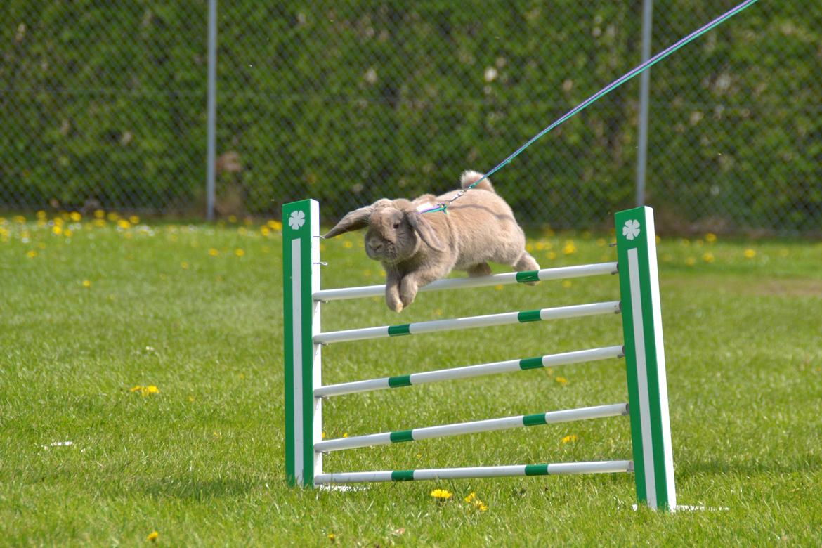 Kanin Rosas Costa Del Sol *R.I.P* billede 2