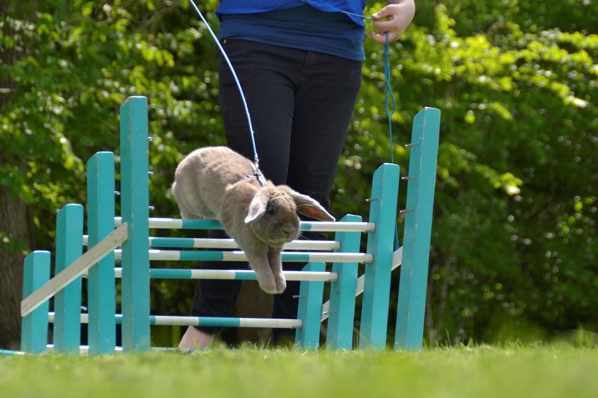 Kanin Rosas Costa Del Sol *R.I.P* billede 14