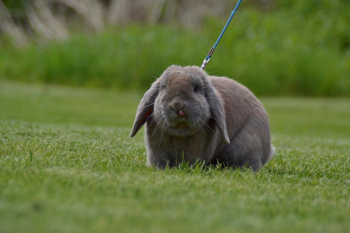 Kanin Rosas Costa Del Sol *R.I.P* billede 6