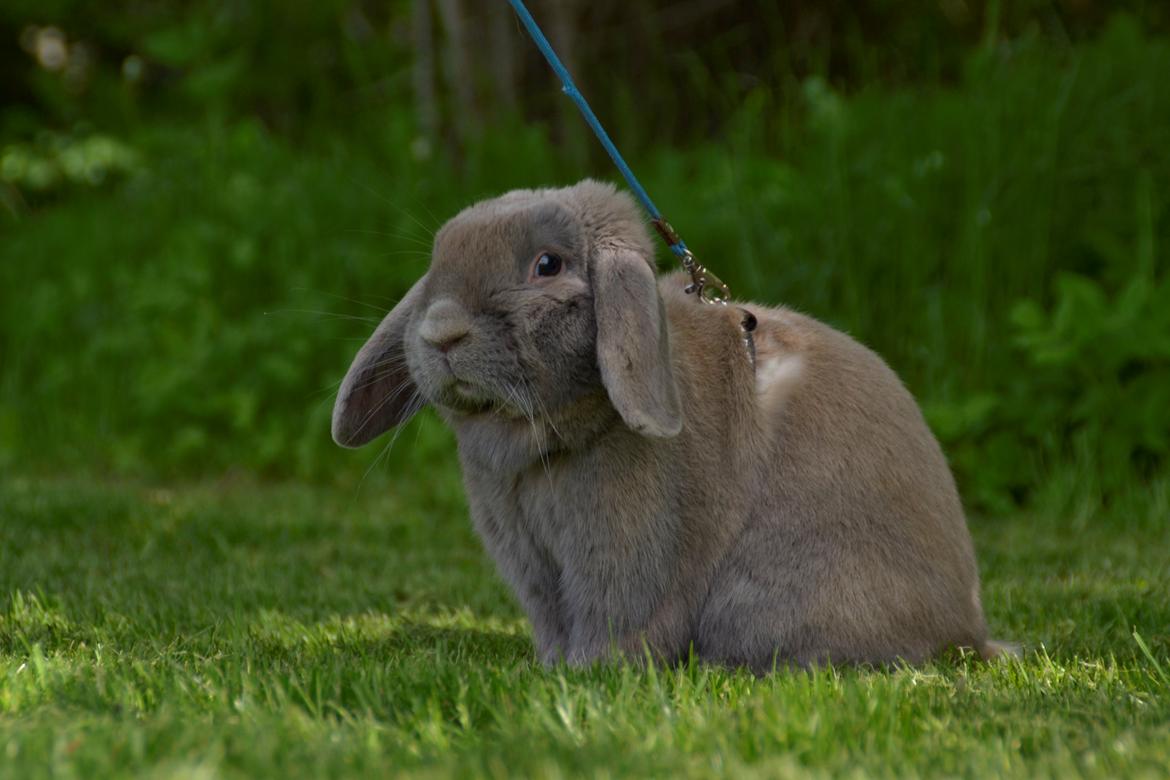 Kanin Rosas Costa Del Sol *R.I.P* billede 15