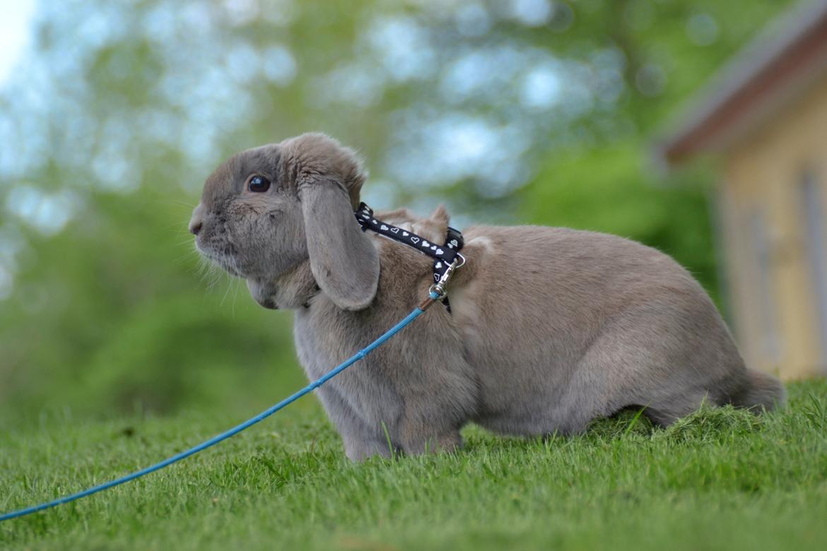 Kanin Rosas Costa Del Sol *R.I.P* billede 16