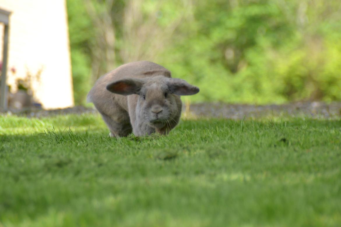 Kanin Rosas Costa Del Sol *R.I.P* billede 17