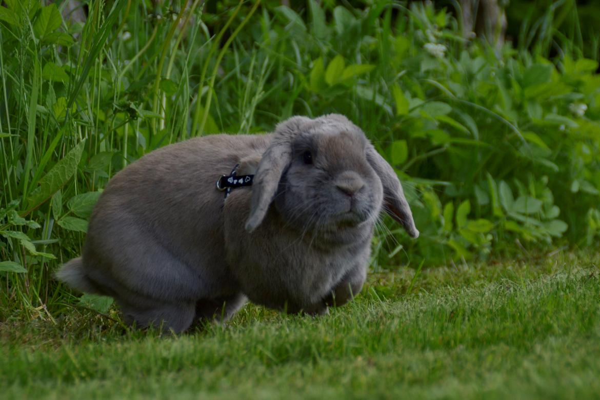 Kanin Rosas Costa Del Sol *R.I.P* billede 19