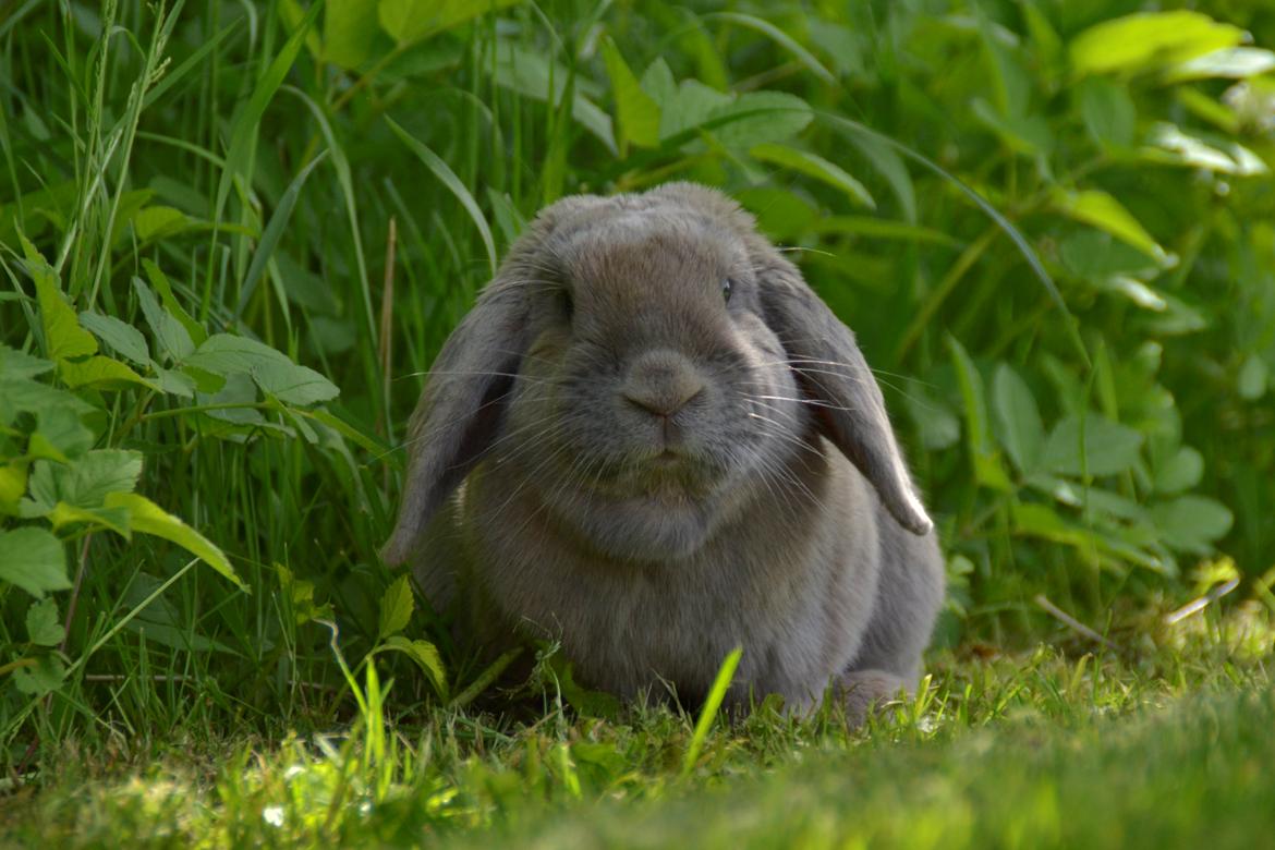 Kanin Rosas Costa Del Sol *R.I.P* billede 4