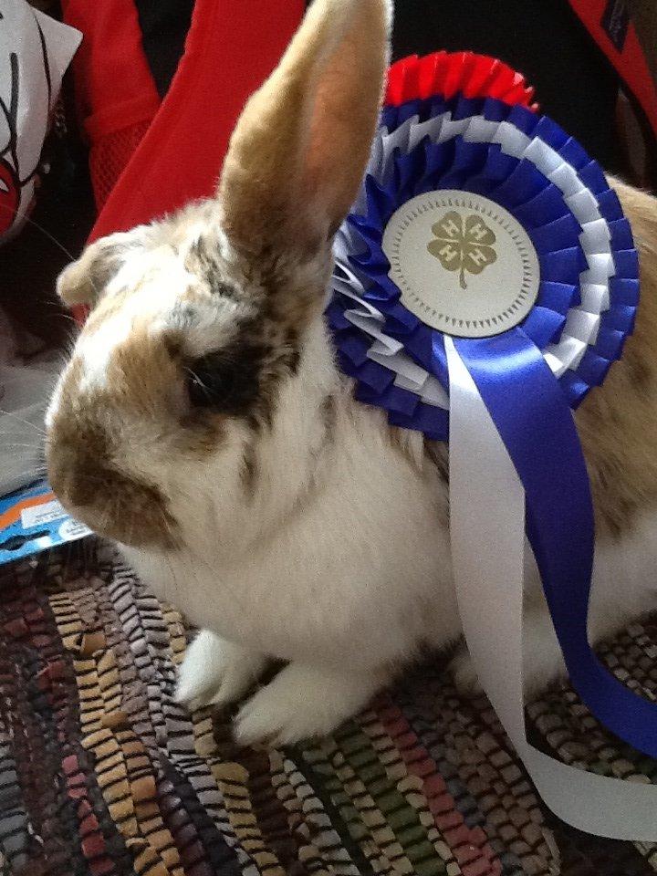 Kanin Candy billede 17