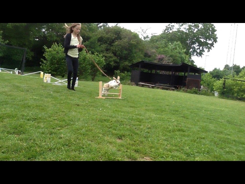 Kanin Candy billede 18