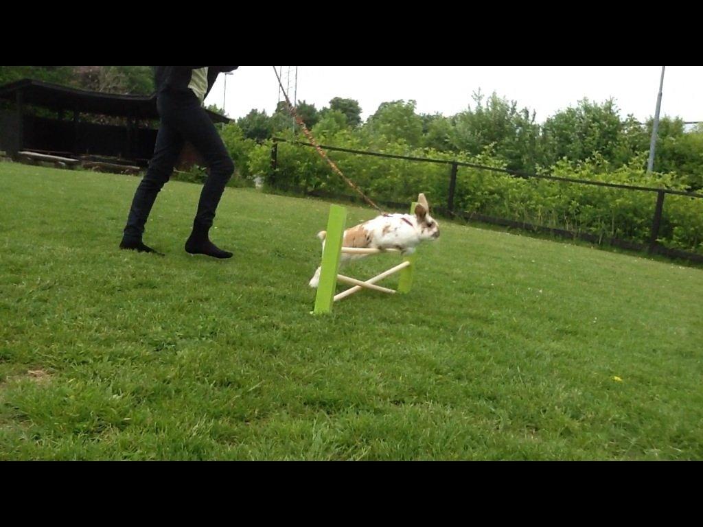 Kanin Candy billede 19