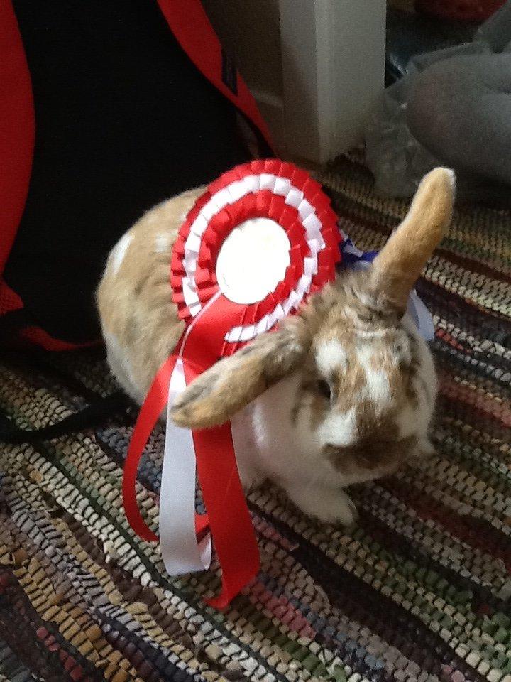 Kanin Candy billede 20