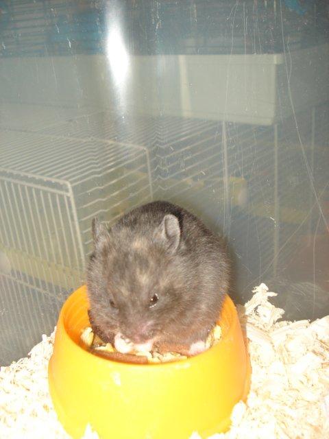 Hamster Tusse´s Toffifee billede 13