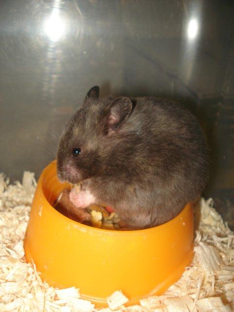 Hamster Tusse´s Toffifee billede 14